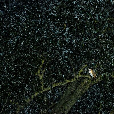 5. Platz: Stefano Baglioni - Somewhere in the dark