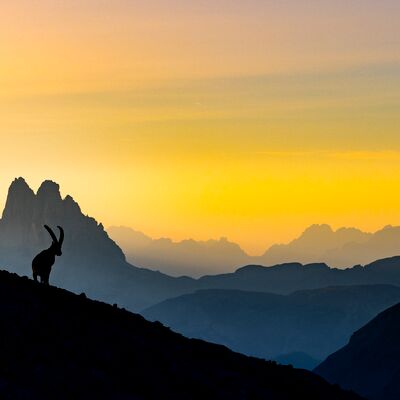 1. Platz: Günther Plaickner - Steinbock Drei Zinnen