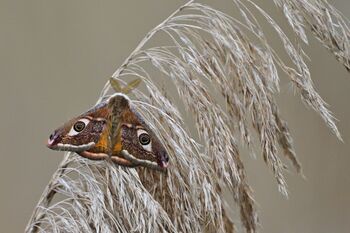 kleines Nachtpfauenauge