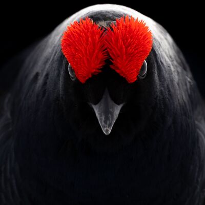 1. Platz: Massimo Santoro - Birkhahn