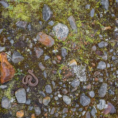 5. Platz: Silvan Lamprecht - Kreuzotter