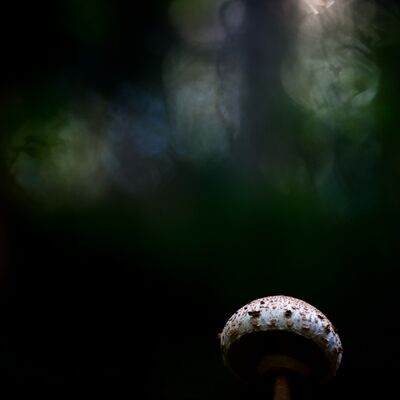 6. Platz: Manuel Plaickner - Schirmpilz