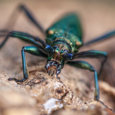 9. Platz: Roberto Siniscalchi - Aromia