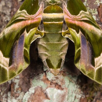 9. Platz: Roberto Siniscalchi - Daphnis