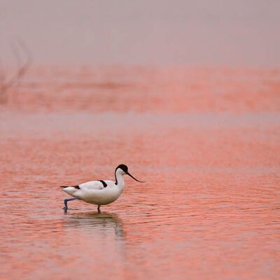 6. Platz: Kantioler Georg - Säbelschnäbler