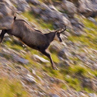 8. Platz: Erardi Alfred - Gams