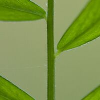 2. Platz: Hugo Wassermann - Ameise