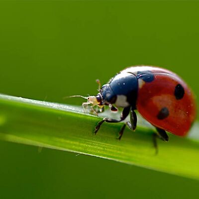 4. Platz: Fischnalller Lorenz - Marienkäfer