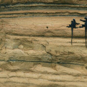 8. Platz: Johannes Wassermann - Meeresechsen (Galapagos)