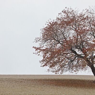 5. Platz: Elzenbaumer Helmut - Kirschbaum
