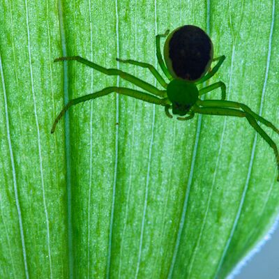 9. Platz: Alfred Erardi - Krabbenspinne
