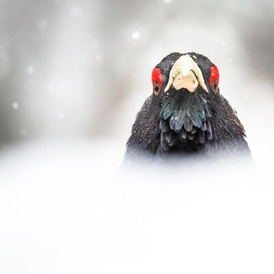 1. Platz: Silvan Lamprecht - Auge in Auge