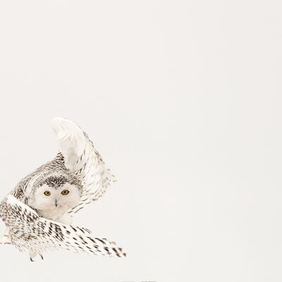 1. Platz: Josef Bachmann - Flugkünste der Schneeeule