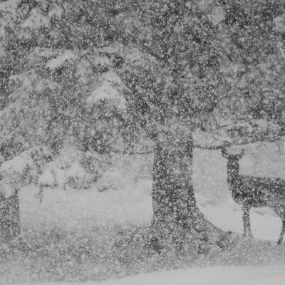 4. Platz: Annamaria Pernstich - Unscheinbar