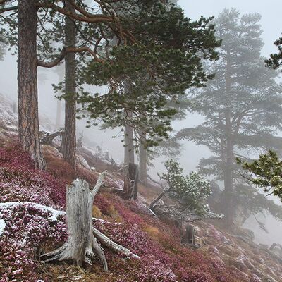 6. Platz: Sepp Hackhofer - Föhrenwald