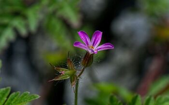 Stinkender Storchenschnabel