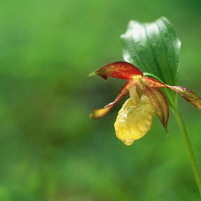 9. Platz: Heinz Targa - Frauenschuh