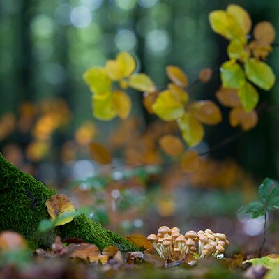 8. Platz: Valter Pallaoro - la luce del bosco