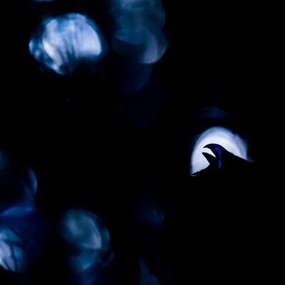 10. Platz: Manuel Plaickner - Balz im Dämmerlicht