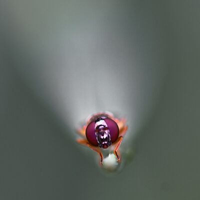 10. Platz: Freddy Sottara - Fliege