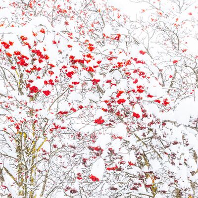 2. Platz: Lukas Schäfer - Eberesche und Wintereinbruch