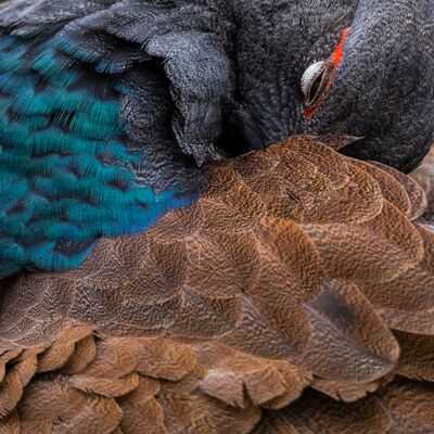 2. Platz: Manuel Plaickner - Gefiederpflege