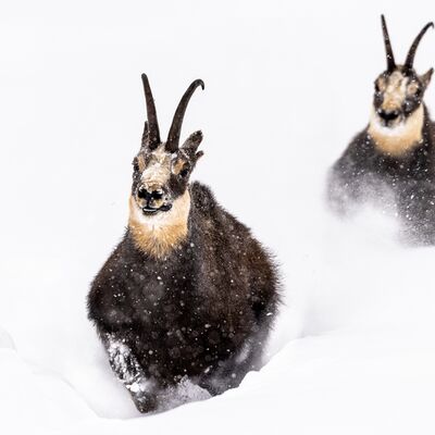 3. Platz: Manuel Plaickner - Gamsbrunft