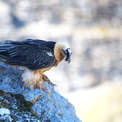 7. Platz: Franz Josef Somvi - Bartgeier