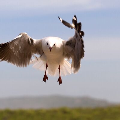 6. Platz: Monika Giess - Möwe