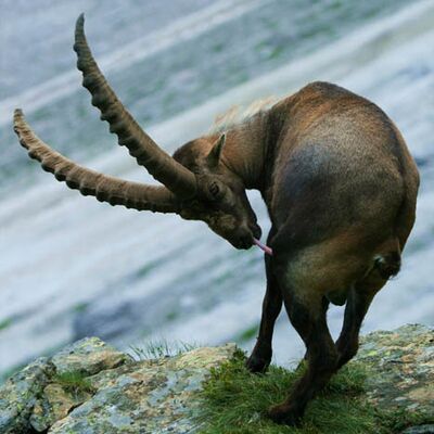 7. Platz: Wassermann Johannes - Trinkender Steinbock