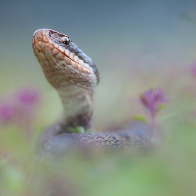 1. Platz: Georg Kantioler - Kreuzotter