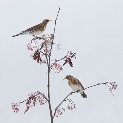 9. Platz: Hugo Wassermann - Wacholderdrosseln