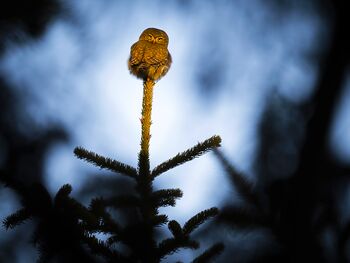 caldo abbraccio alla civetta nana