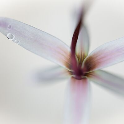 2. Platz: Helmut Elzenbaumer - Hundszahnlilie