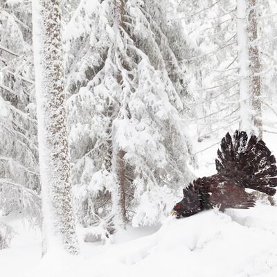 5. Platz: Georg Kantioler - Balzender Auerhahn