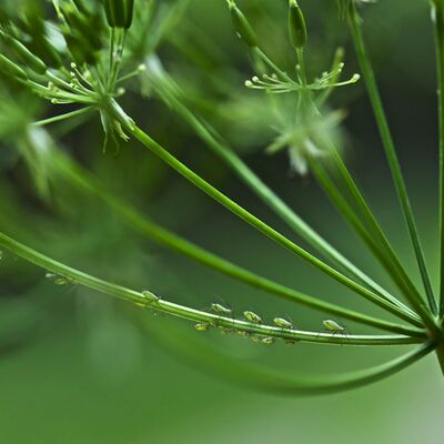 5. Platz: Roberto Siniscalchi - Aphis