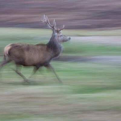 6. Platz: Johannes Wassermann - Rothirsch