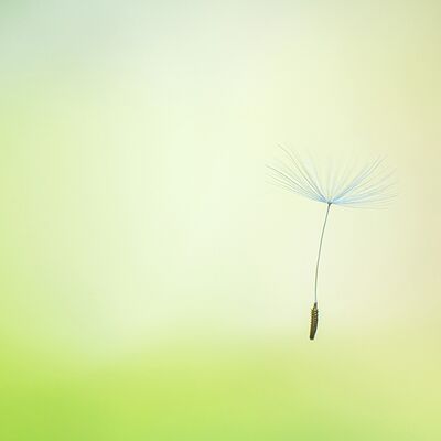 8. Platz: Franz Josef Somvi - Pusteflieger