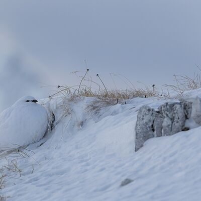 9. Platz: Wolfgang Obkircher - Schneehuhn
