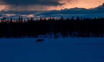 vita notturna in Finlandia_lupo