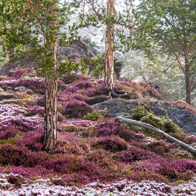 5. Platz: Alfred Erardi - Erika