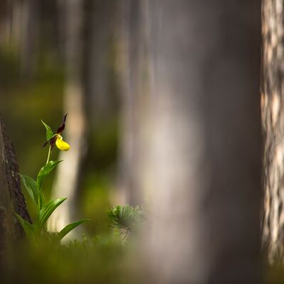6. Platz: Elmar Kuntner - Die ersten Sonnenstrahlen