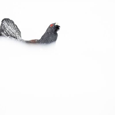 6. Platz: Silvan Lamprecht - Schneegestöber