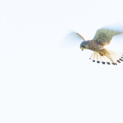 8. Platz: Aaron Windig - Turmfalke