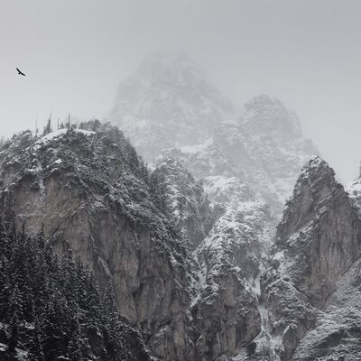 3. Platz: Kantioler Georg - Lebensraum Steinadler