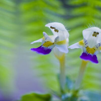2. Platz: Kantioler Georg - Hohlzahn vor Farn