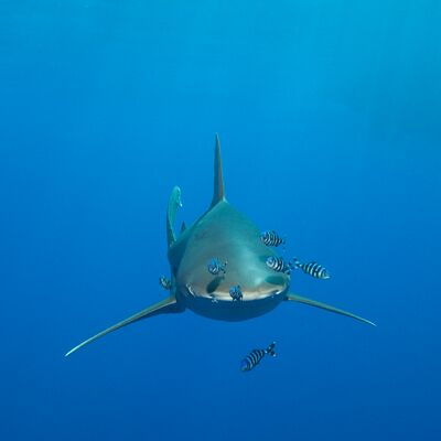 3. Platz: Manuel Plaickner - Auge im Auge