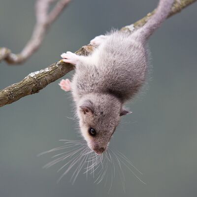 6. Platz: Georg Kantioler - Siebenschläfer