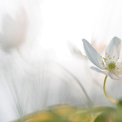 1. Platz: Giovanni Maurizi - Anemone nemorosa