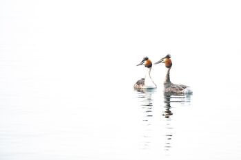 Haubentaucher-ZUSAMMEN als Paar